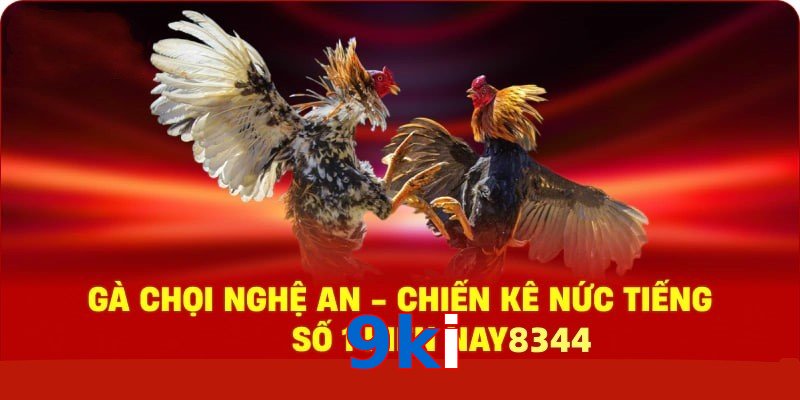 Gà Chọi Nghệ An – Chiến Kê Nức Tiếng Số 1 Hiện Nay
